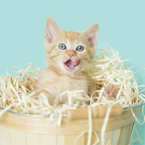 Orange Tabby Kitten inside natural colored light wood basket with straw, blue background.