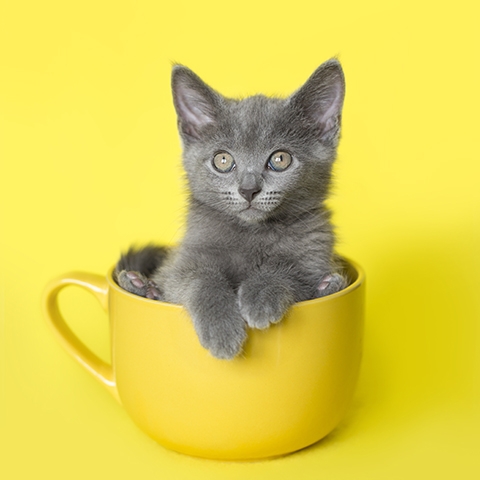 Kitten in Yellow Coffee Mug