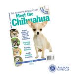 AKC magazine Meet the chihuahua