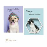 Legacy Publishing Kitten and dog  Birthday  Greeting cards