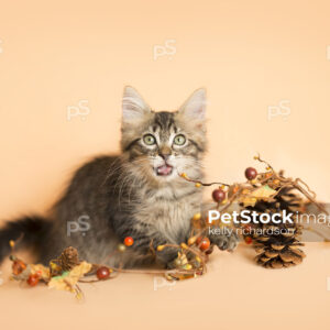 Brown tabby kitten playing with fall autumn decoration: pine cones, acorn, tree branches, orange background.