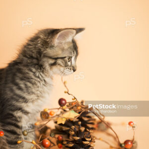 Profile of Brown tabby kitten playing with fall autumn decoration: pine cones, acorn, tree branches, orange background.