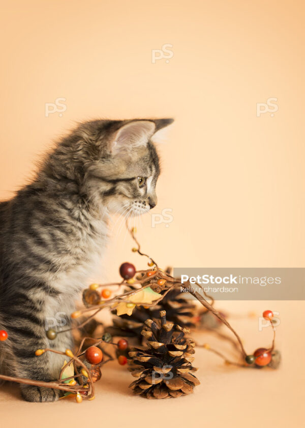 Profile of Brown tabby kitten playing with fall autumn decoration: pine cones, acorn, tree branches, orange background.