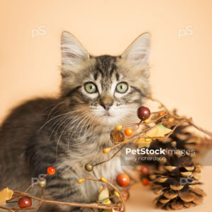 Brown tabby kitten playing with fall autumn decoration: pine cones, acorn, tree branches, orange background.