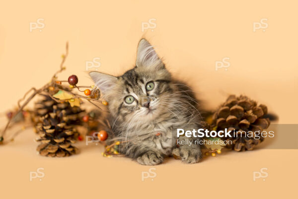 Royalty Free Photo of a Furry Brown and White Kitten playing with fall decorations, orange background.