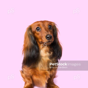 Dachshund Puppy dog sitting along, purple background