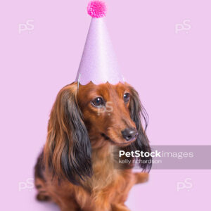 _RI_6224 Royalty Free Stock Photo of a long hair red brown Dachshund Puppy wearing a purple birthday hat, purple background