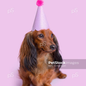 Dachshund Puppy dog wearing Birthday party hat, purple background.