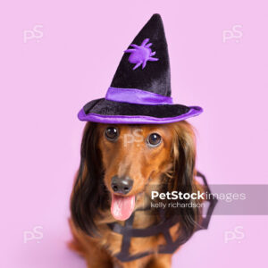 Royalty Free Stock Photo of a long hair red brown Dachshund Puppy wearing a purple and black spider witch hat and a spider web collar, purple background