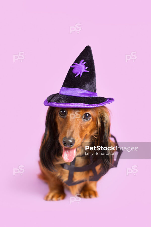 Royalty Free Stock Photo of a long hair red brown Dachshund Puppy wearing a purple and black spider witch hat and a spider web collar, purple background