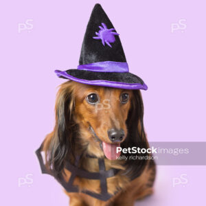 Dachshund Puppy dog wearing witch hat purple background.