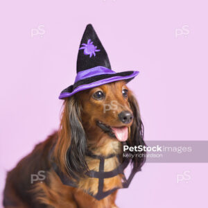 Royalty Free Stock Photo of a long hair red brown Dachshund Puppy wearing a purple and black spider witch hat and a spider web collar, purple background