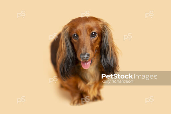 Royalty Free Stock Photo of a long hair red brown Dachshund Puppy dog alone, orange background.