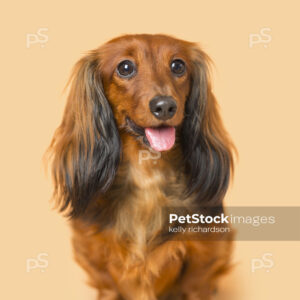 Dachshund Puppy dog orange background