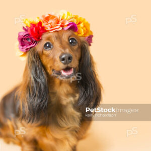 Dachshund Puppy dog wearing orange flower head band