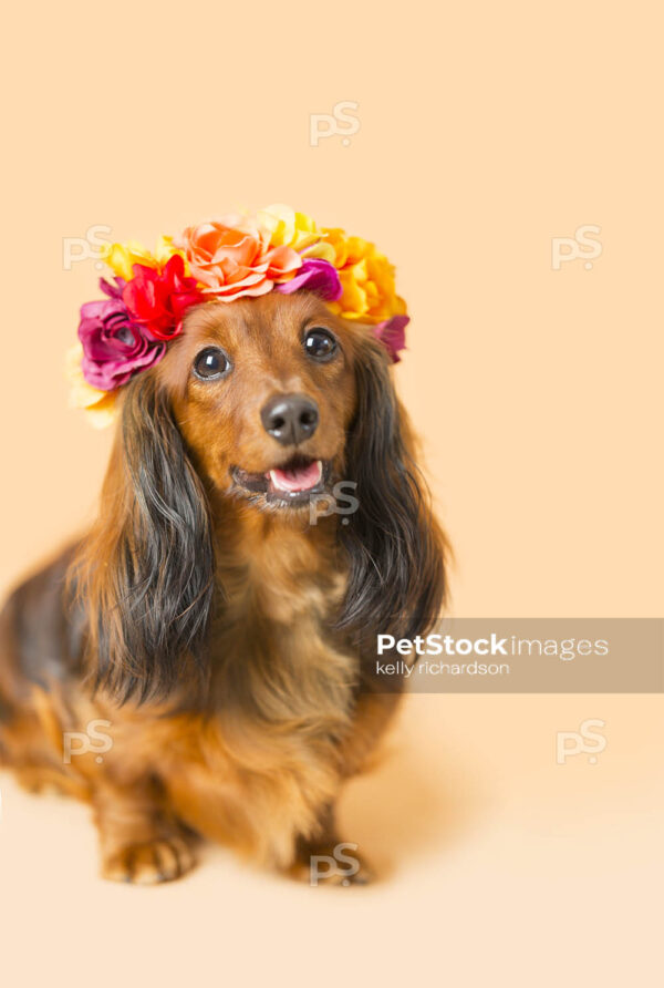 Dachshund Puppy dog wearing orange flower head band