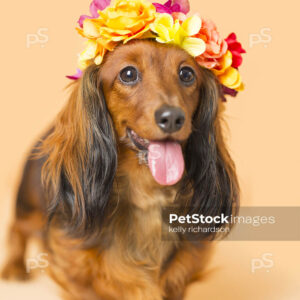 Royalty Free Stock Photo of a long hair red brown Dachshund Puppy dog wearing orange, yellow, red, and pink flowers head crown, orange background.