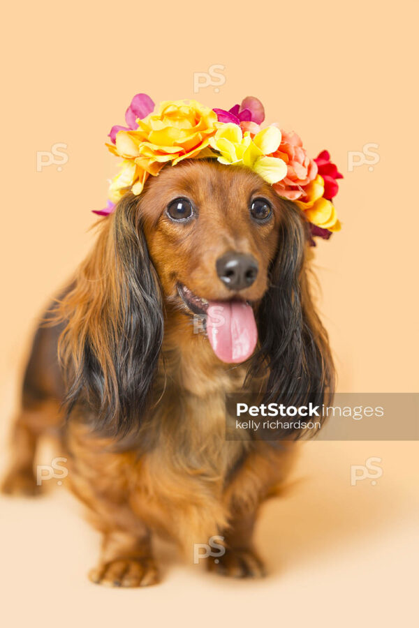 Royalty Free Stock Photo of a long hair red brown Dachshund Puppy dog wearing orange, yellow, red, and pink flowers head crown, orange background.