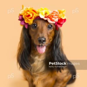 Dachshund Puppy dog wearing orange flower head band