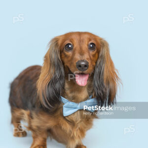 Dachshund Puppy dog wearing blue bow tie, blue background.