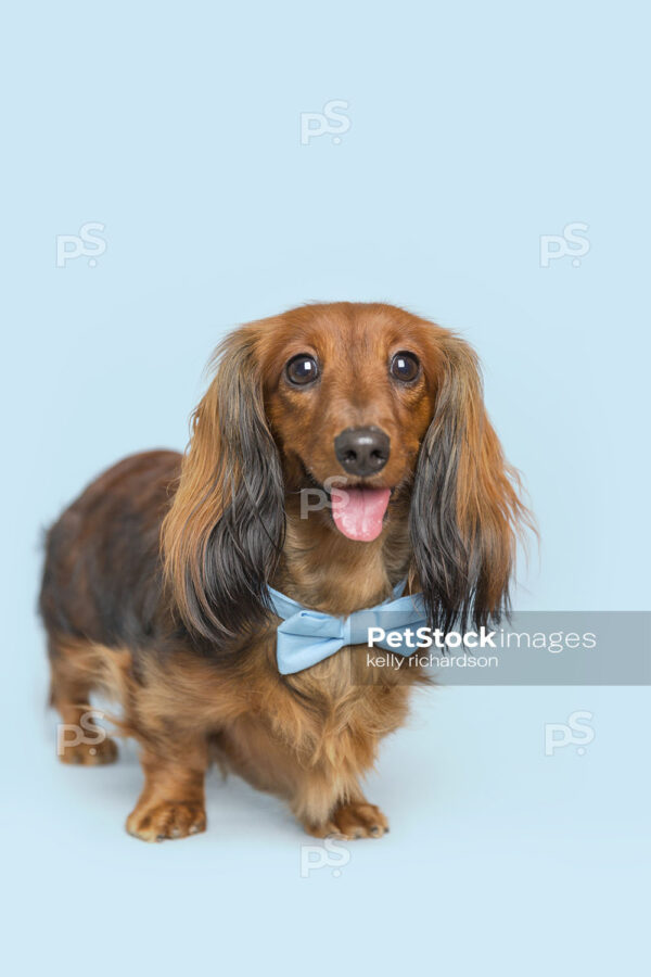 Dachshund Puppy dog wearing blue bow tie, blue background.