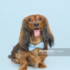 Dachshund Puppy dog wearing blue bow tie, blue background.