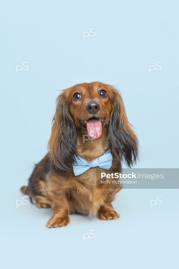 Dachshund Puppy dog wearing blue bow tie, blue background.