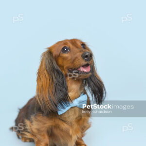 Dachshund Puppy dog wearing blue bow tie, blue background.