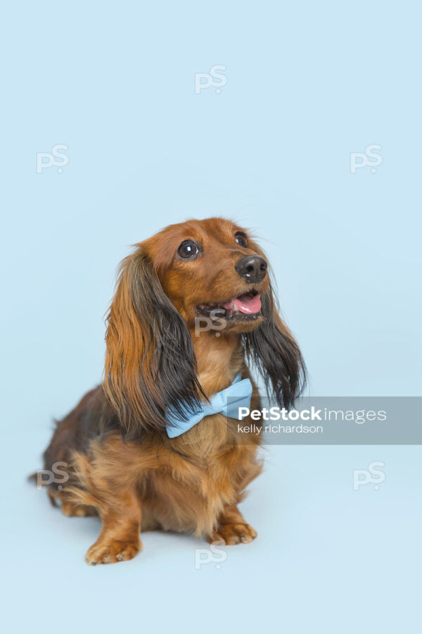 Dachshund Puppy dog wearing blue bow tie, blue background.