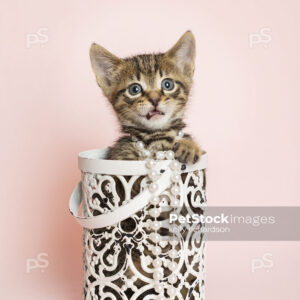 Young brown tabby kitten talking, playing inside of a white metal decorative container, light pink background