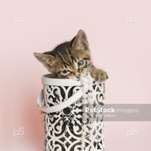 Young brown tabby kitten playing inside of a white metal decorative container, light pink background.