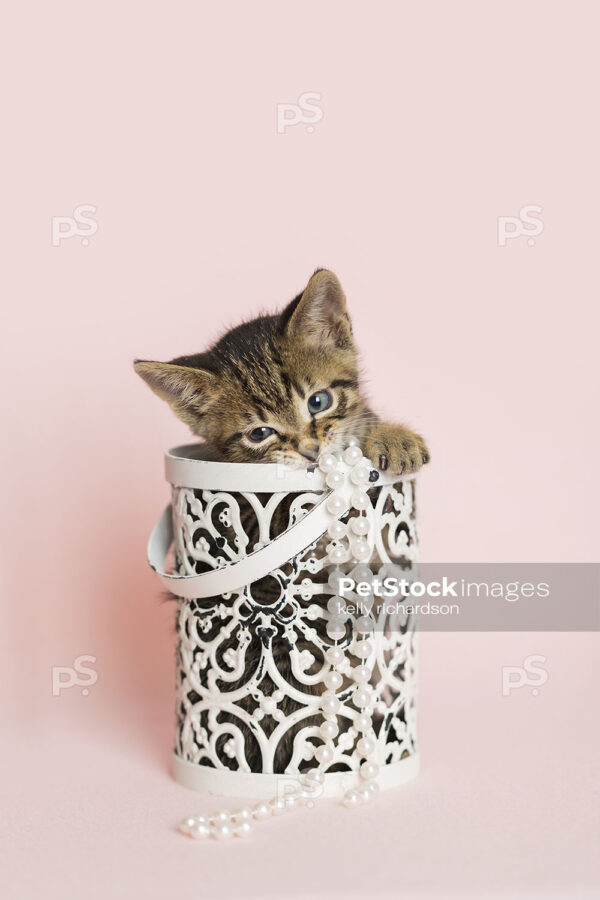 Young brown tabby kitten playing inside of a white metal decorative container, light pink background.