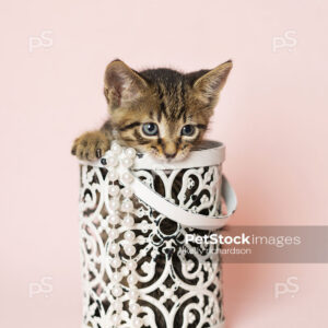 Young brown tabby kitten playing inside of a white metal decorative container, light pink background.