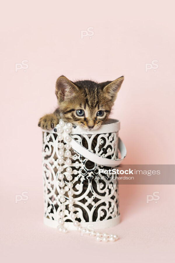 Young brown tabby kitten playing inside of a white metal decorative container, light pink background.