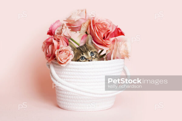 Brown tabby kitten hiding in a basket of pink roses