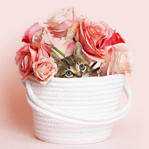 Brown tabby kitten playing in a white woven fabric yarn basket with a bouquet of roses, pink background.