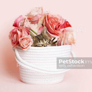 Brown tabby kitten sleeping in a white woven fabric yarn basket with a bouquet of roses, pink background. Kitten Is sleeping