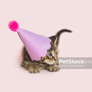 Brown tabby kitten wearing birthday party hat, pink background.