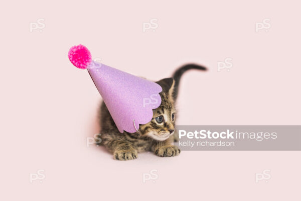 Brown tabby kitten wearing birthday party hat, pink background.