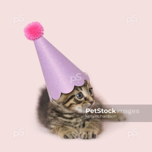 Brown tabby kitten wearing birthday party hat, pink background.