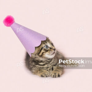 Brown tabby kitten wearing birthday party hat, pink background.