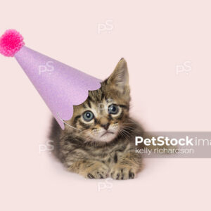 Brown tabby kitten wearing birthday party hat, pink background.