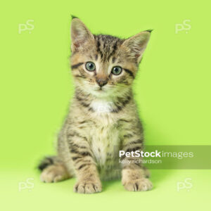 _RI_6836 Royalty Free Stock Photo of a Tabby Kitten green background.