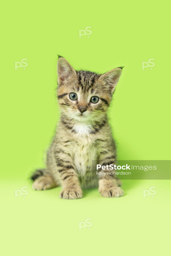 _RI_6836 Royalty Free Stock Photo of a Tabby Kitten green background.