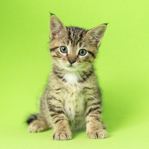 Small brown tabby kitten sitting upright looking at camera on green background.