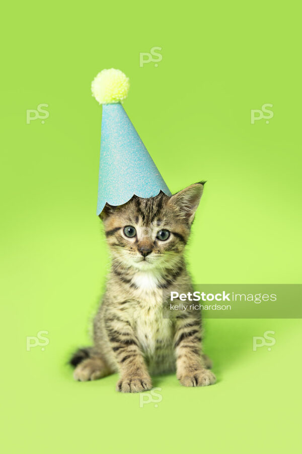 _RI_6837 Green Kitten Birthday