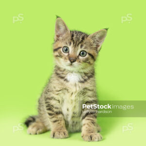 _RI_6838 Royalty Free Stock Photo of a Tabby Kitten green background.