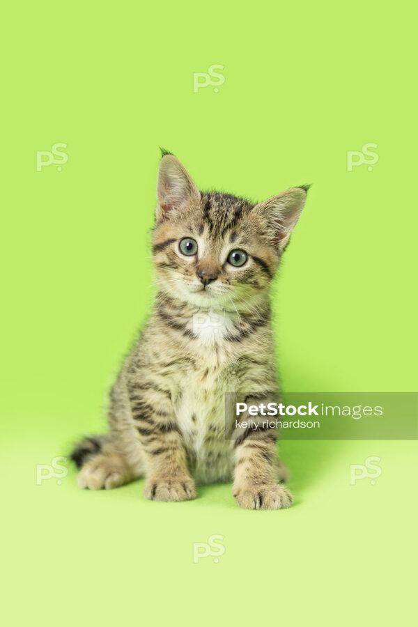 _RI_6838 Royalty Free Stock Photo of a Tabby Kitten green background.