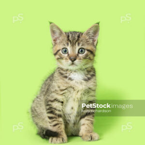 _RI_6840 Royalty Free Stock Photo of a Tabby Kitten green background.