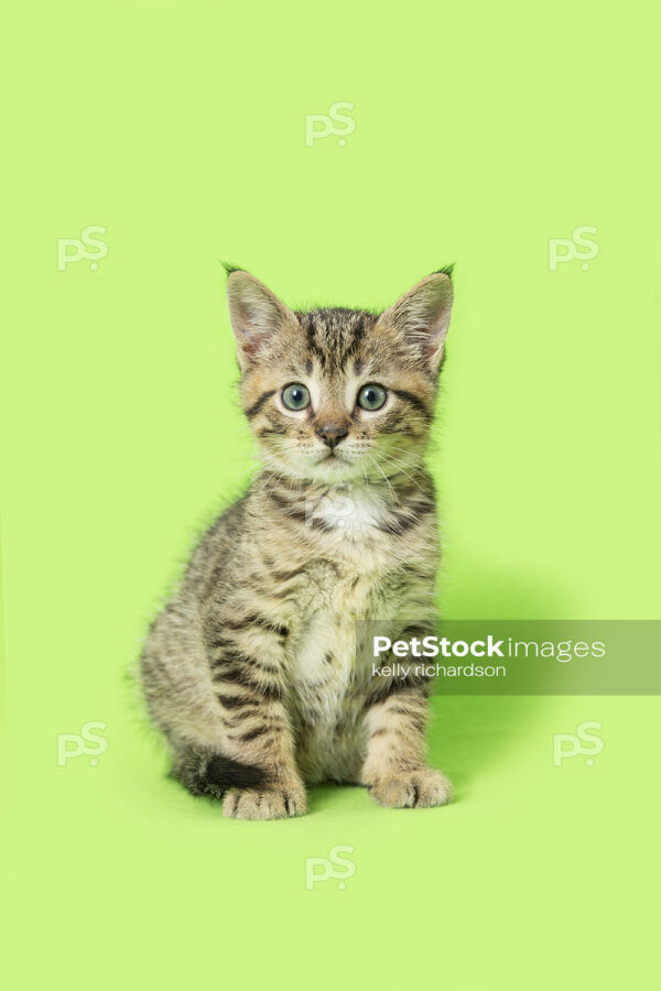 _RI_6840 Royalty Free Stock Photo of a Tabby Kitten green background.